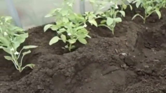 Высаживаем сладкий перец в теплицу. Ольга Чернова.
