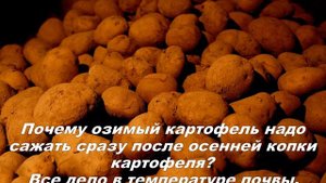 Как вырастить озимый картофель в средней полосе?