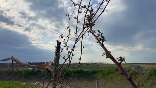 Выращивание ежевики садовой | Весенний уход смотреть онлайн