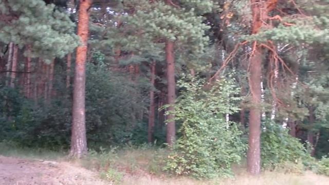 Край леса, Кузьминки - Влахернское FILE0007.MOV смотреть онлайн