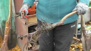 Мой Сад:Посадка нектарина