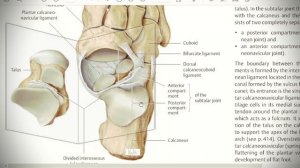 Анатомия с АВ. Соединения голени и стопы.