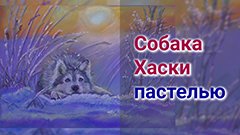 Собака Хаски пастелью.