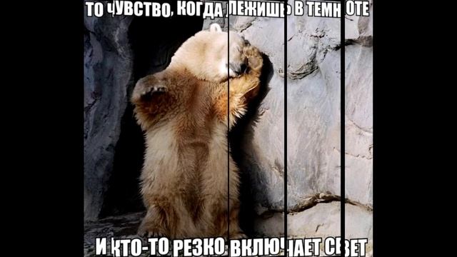 Смешные картинки с прикольной озвучкой.