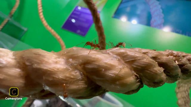 iPhone 13 Pro Macro Video Test 4K 60 смотреть онлайн