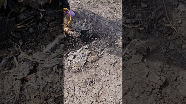 Купили ручной культиватор "Торнадо", пробуем в огороде ? смотреть онлайн