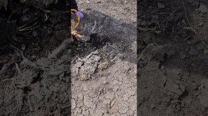 Купили ручной культиватор "Торнадо", пробуем в огороде ?