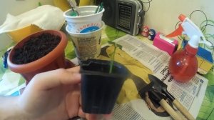 Выращивание апельсина из косточки