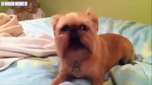 Забавные говорящие Собаки! Сборник.  Говорящие собаки Видео!.mp4