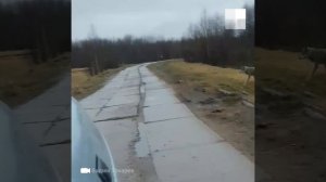 Волк гуляет на дороге под Архангельском | 29.RU