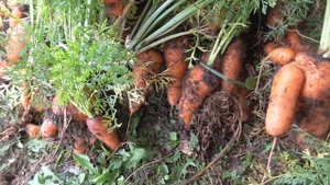Уборка моркови.