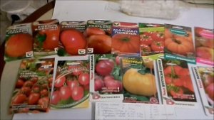 Замочила семена  томатов на рассаду.Список сортов,что посажу.