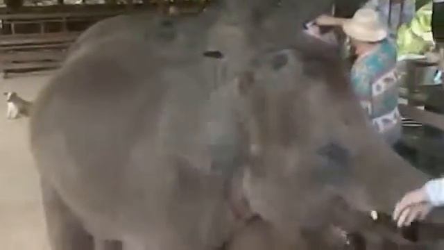 Слонята пьют молоко.