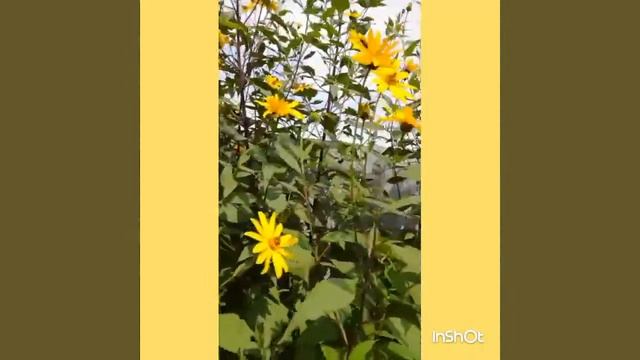 "Над небом голубым , есть город золотой ..." с золотыми купалами , Столица Южного Урала , Челябинск смотреть онлайн