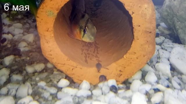 Две пары в одном нерестовике. Боливийские бабочки. Нерест №2 смотреть онлайн