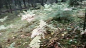 За груздями в лес