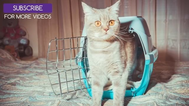 1 Hour of Cat Music for Stressed Cats and Kittens ? #STRESS09 смотреть онлайн