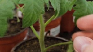 Слабая рассада станет жирненькой и крепенькой сразу! Всего 1 капля под любую рассаду