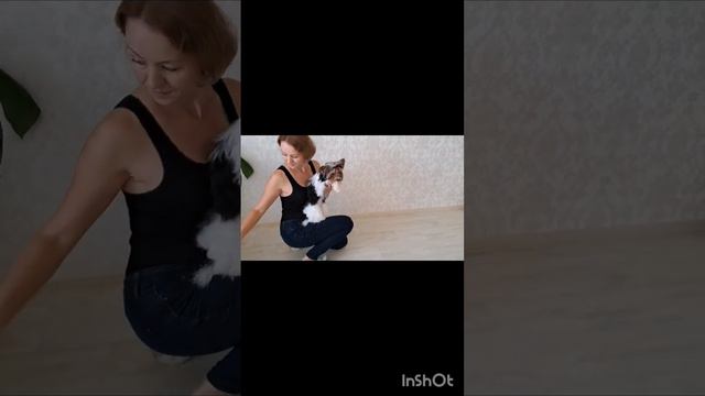 продана‼️‼️‼️ авито в первом комментарии, Шикарная девочка Бивер #puppy #biewer #купитьщенка смотреть онлайн