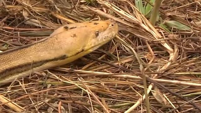 КАБАНЫ В ДЕЛЕ / Кабан против Леопарда Медведя Обезьяны и Петуха ! смотреть онлайн