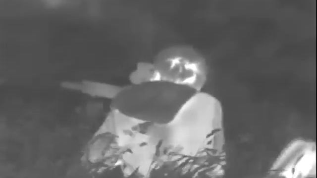 Thermal video of rabbit hunting by New Zealand partner смотреть онлайн