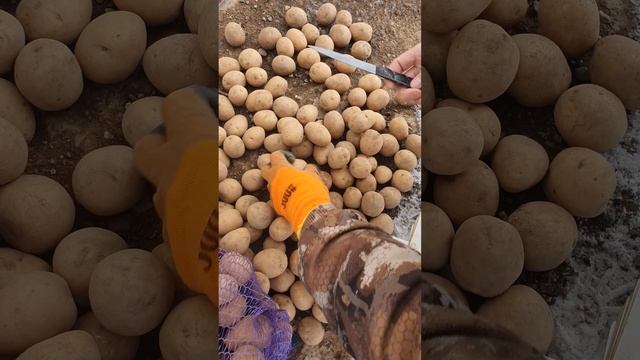 сорт гала, калибр 40-55мм смотреть онлайн