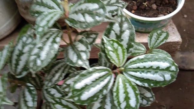 Aluminium Plant |Watermelon Pilea | Pilea Cadierei смотреть онлайн