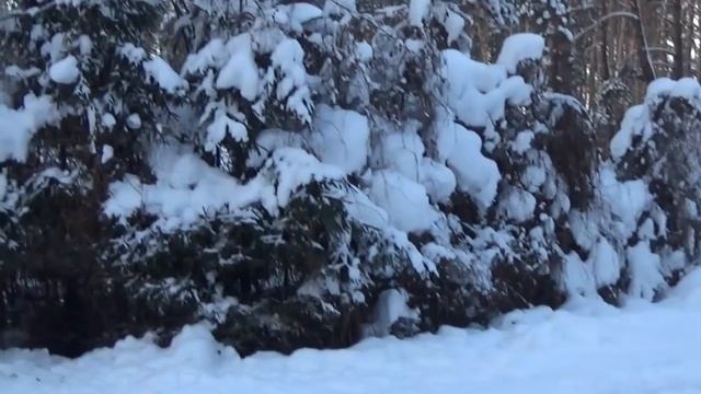 Гуляем в обалденном парке Рестораны Хаски Кони И даже Верблюд смотреть онлайн