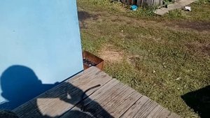 Готовлю зелёный урал на зимовку