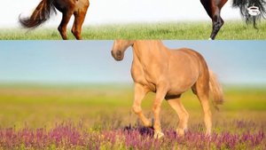 Самая красивая мелодия на свете! Эту музыку можно слушать вечно! красивая музыка Сергей Грищук.mp4