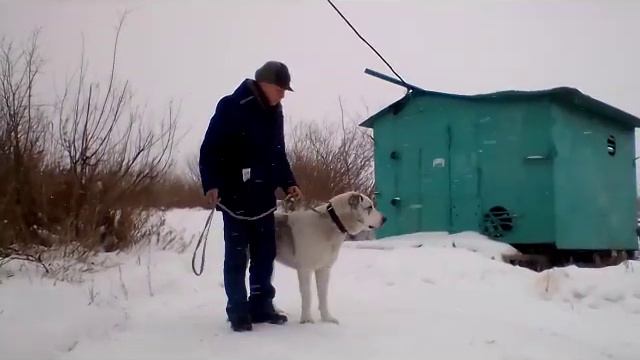 АЛАБАЙ выпускник питомника - Белый Лекарь Заслон - http://beliy-lekar.ru смотреть онлайн