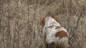 БРЕТОНСКИЙ ЭПАНЬОЛЬ ДУСЯ ТРЕНИРОВКА ПО КУРОПАТКАМ  7. 0