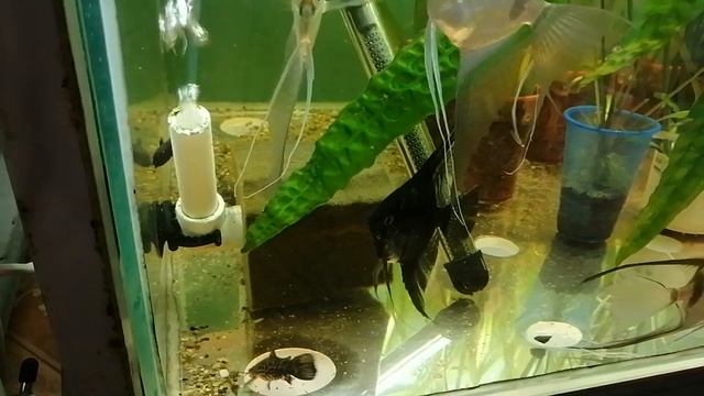 Остановите меня.Обзор.Новая аквариумная стойка.Старая стойка моя. Продажа рыбок.Разводня растёт. смотреть онлайн