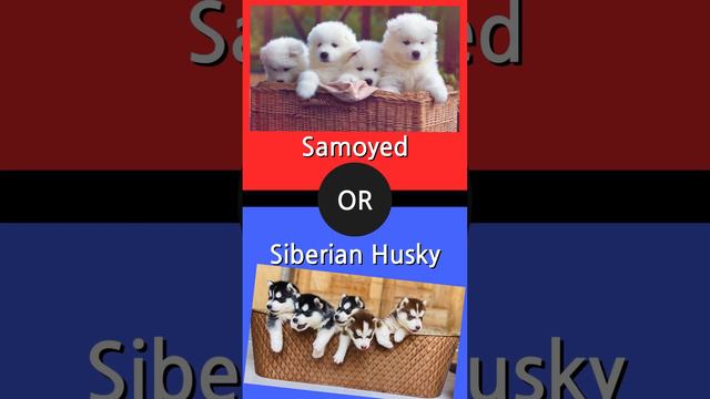 SAMOYED OR SIBERIAN HUSKY  #balance  #shrots