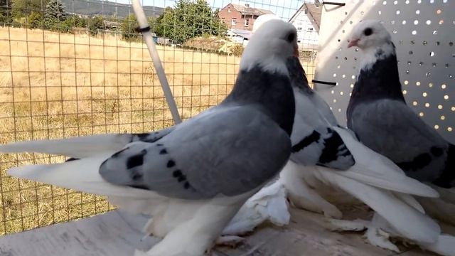 Как нагонять птицу. Если...??? 03.09.2022 смотреть онлайн