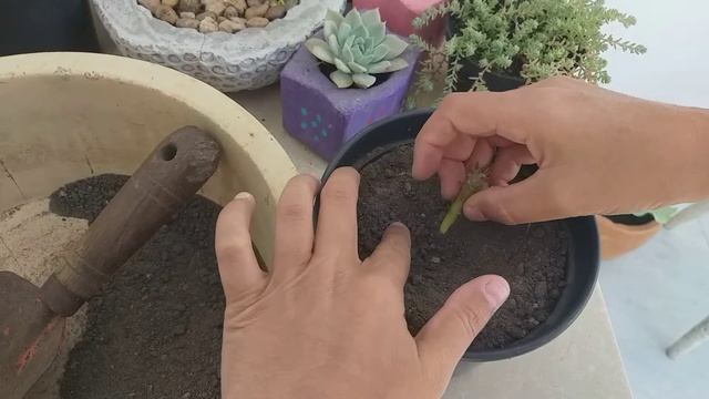 Plantando Muda Opuntia Subulata Monstruosa. смотреть онлайн
