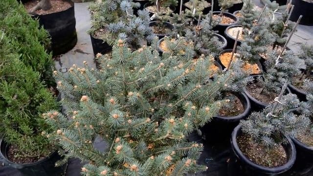 Picea Pungens  Donna's Rainbow