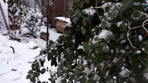 Розы. Зима ❄️в ноябре. Что происходит с розами?