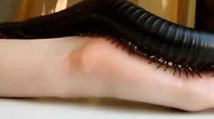 Сороконожка