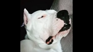 Аргентинский дог. В кино, Интеллект, Вопросы и ответы,  История