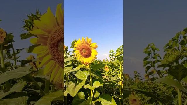 Армения - гора Арарат ? Armenia - mount Ararat ?