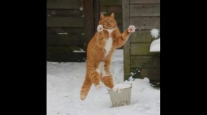 Смотреть смешных кошек на русском 2019 - Смешное видео МатроскинТВ