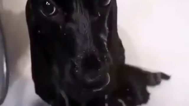 gloop compilation смотреть онлайн