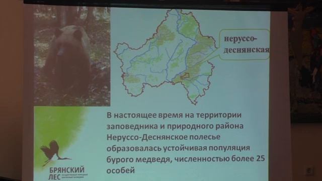 Публичная лекция «Медведи "Брянского леса"» смотреть онлайн