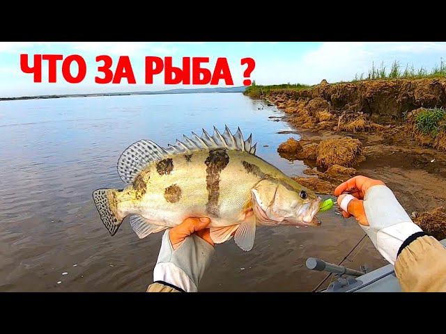 5 видов ХИЩНЫХ рыб поймал на ОДНОЙ рыбалке. Удивительная РЕКА ! смотреть онлайн