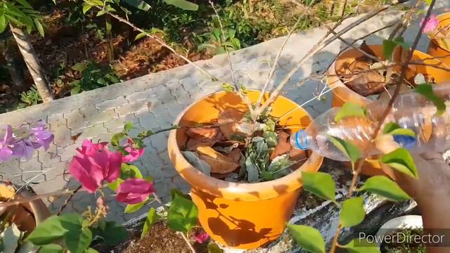 How to protect plants in summer/outdoor plants care in summer