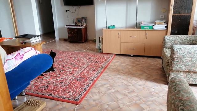 Кот обормот ! Домашние игры нашей троицы. смотреть онлайн