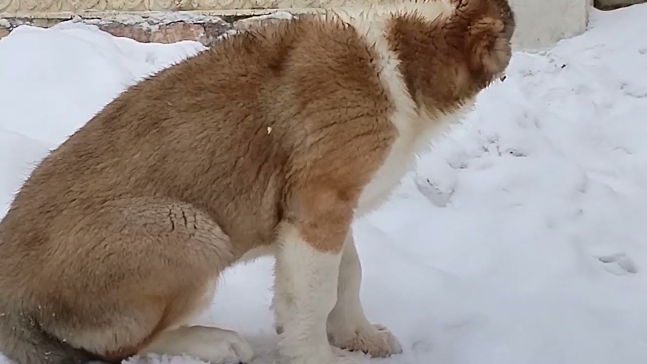 Вкусная косточка смотреть онлайн