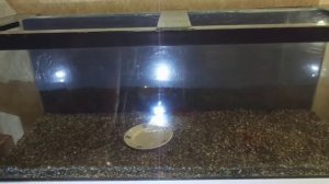 Запуск аквариума (заливка воды в аквариум) Аквариумный фильтр, терморегулятор,градусник.