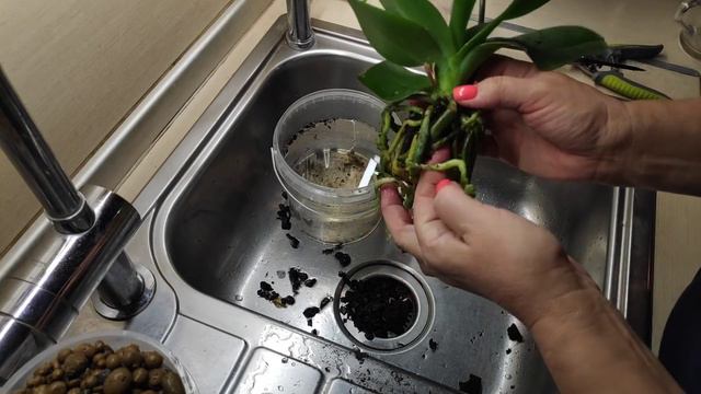 14.08.21.отдарили ОРХИДЕЮ .. пересадка. смотреть онлайн